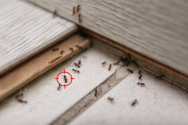 Trusted Milford, IA Pest Control Experts